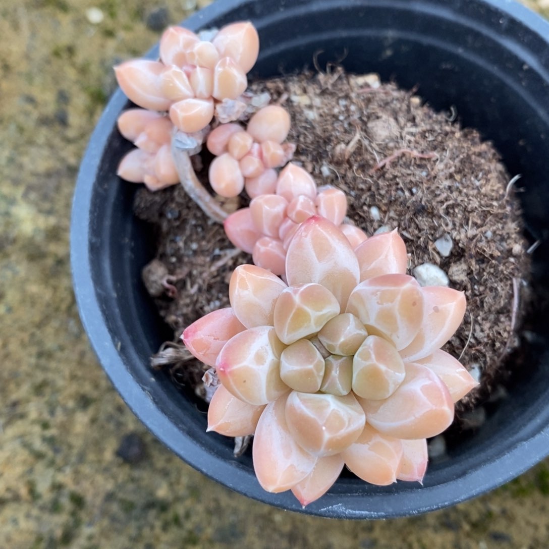 自助下单一物一拍多肉植物_下滑有惊喜