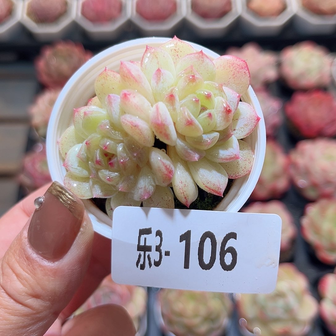 乐3-106 琴心双头