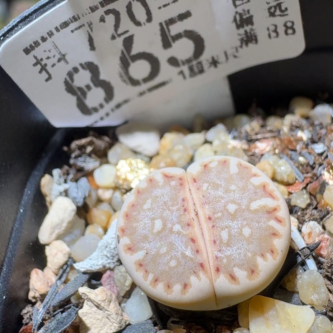 Sss生石花便宜卖了865