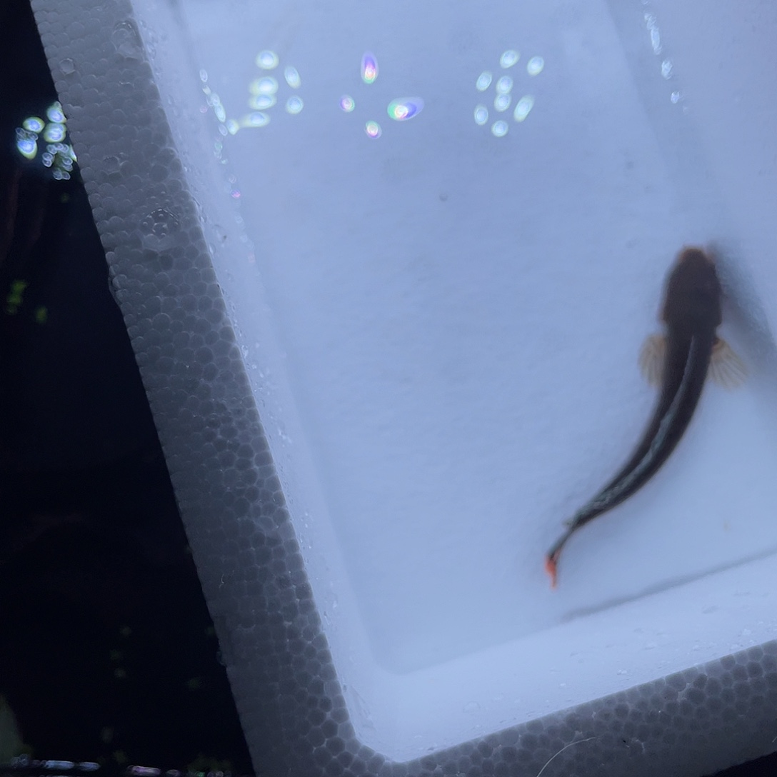 雷龙鱼一公一母奶茶