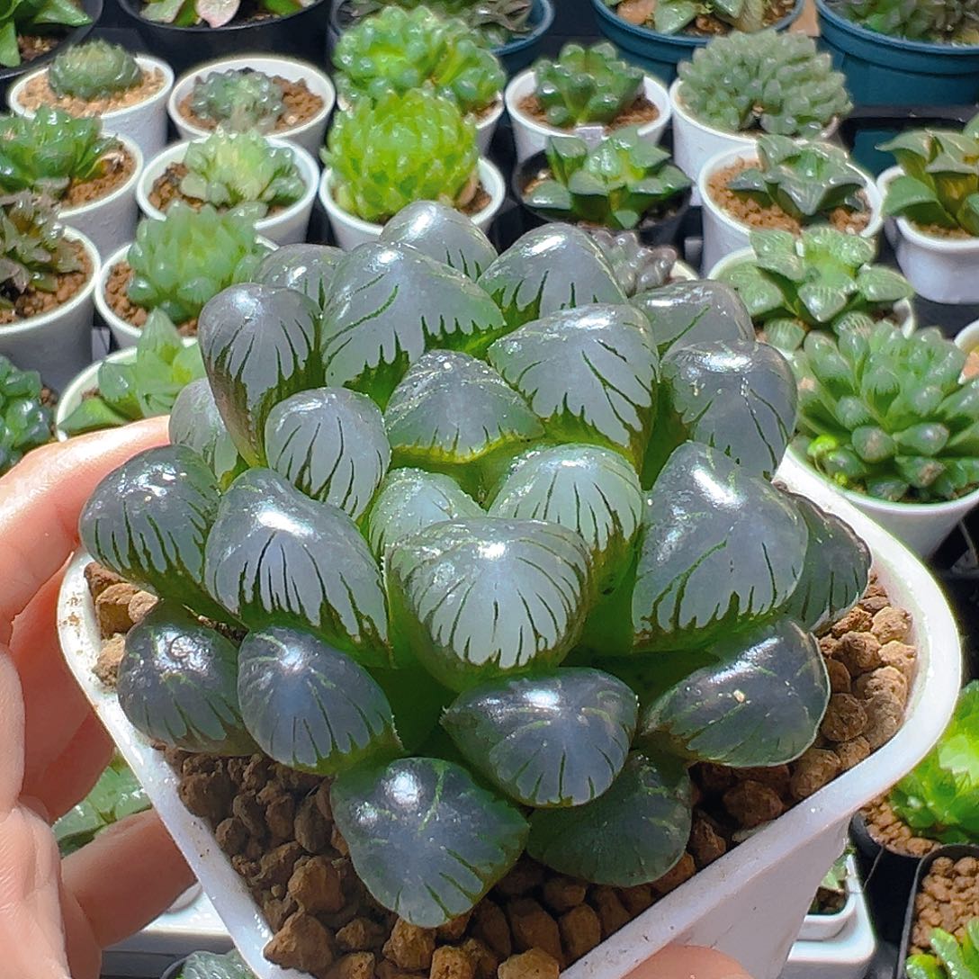 简***室大窗孔明灯玉露多肉植物一颗