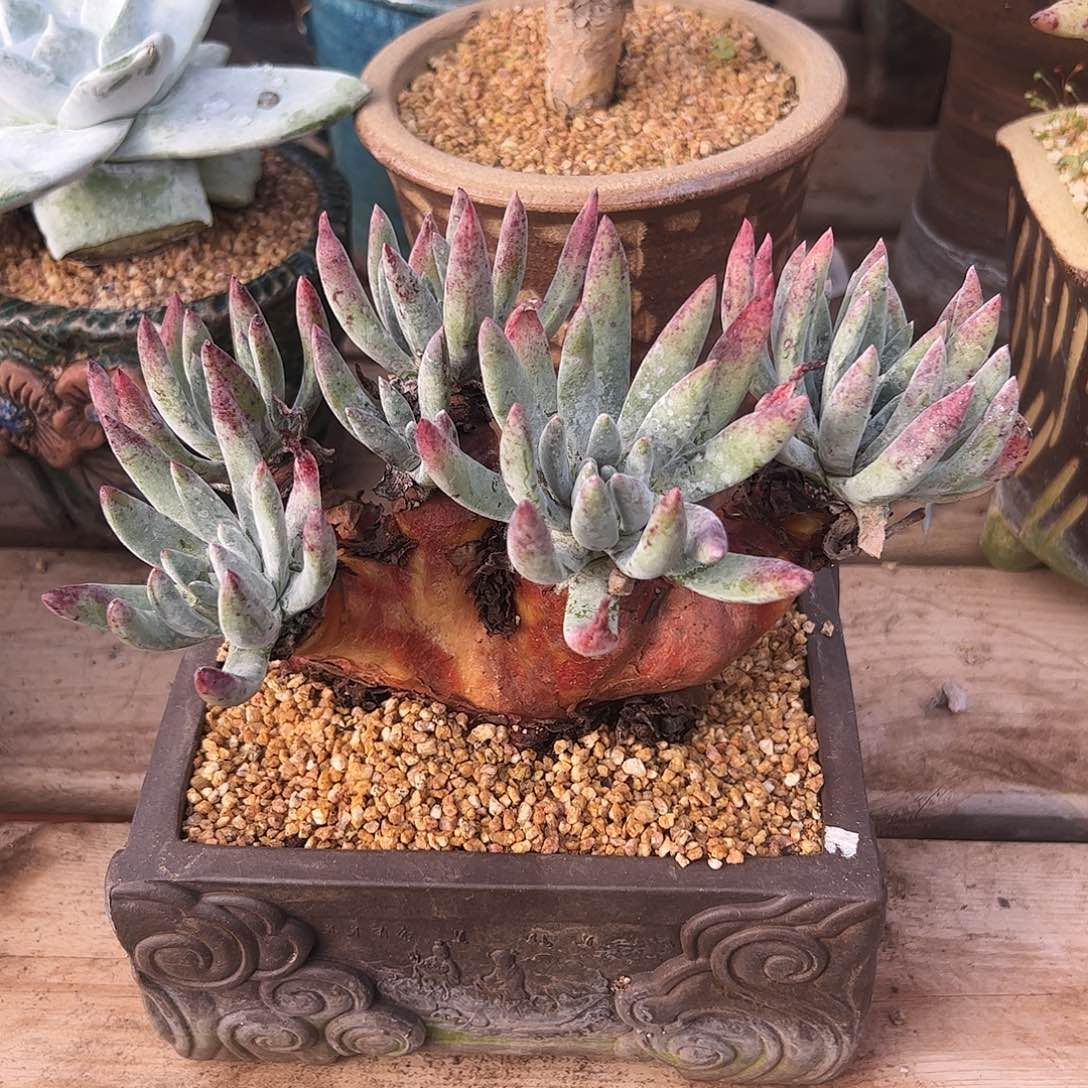 4326海瑟仙女杯多肉