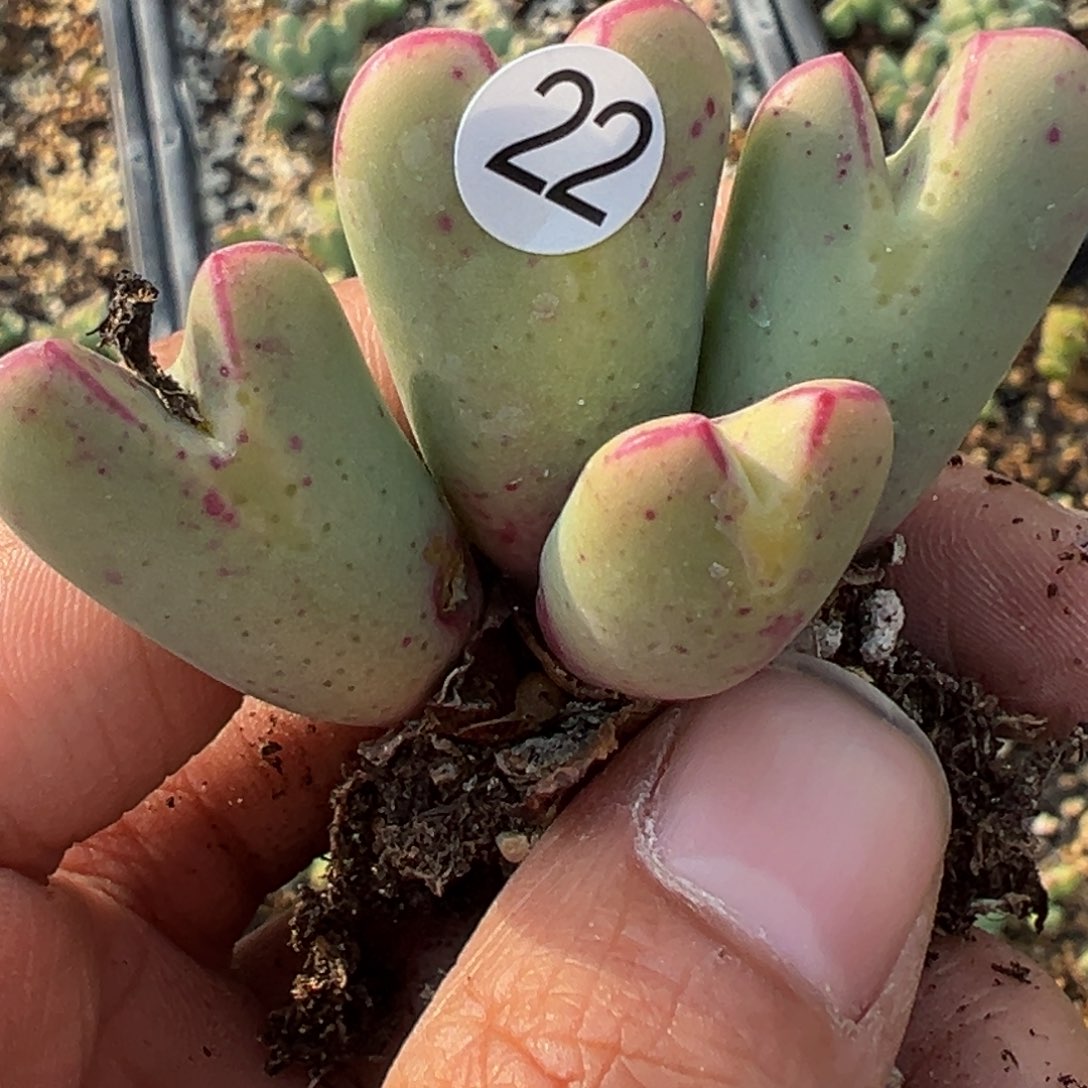 多肉植物111111111111