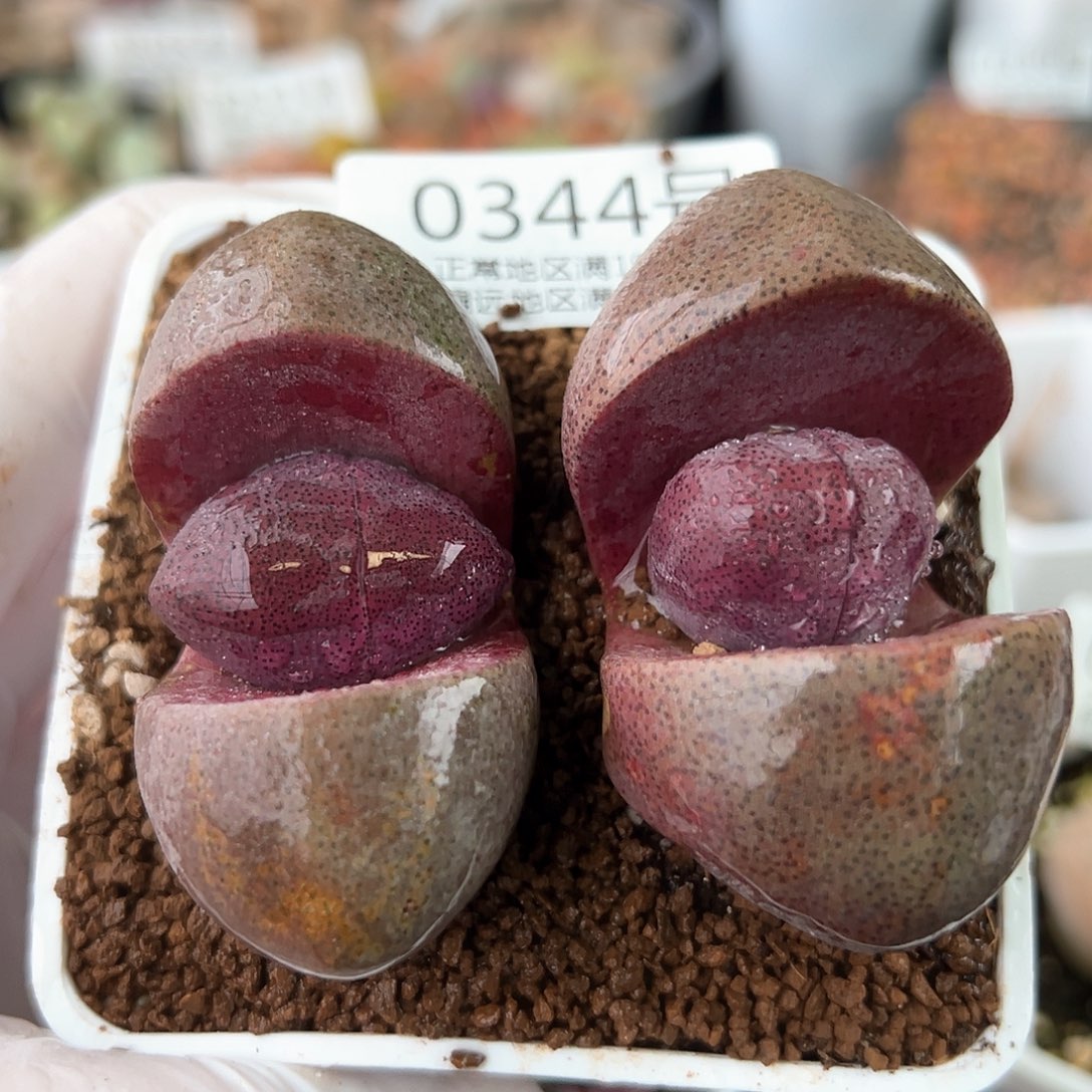 0344六年紫元宝两颗5.8cm