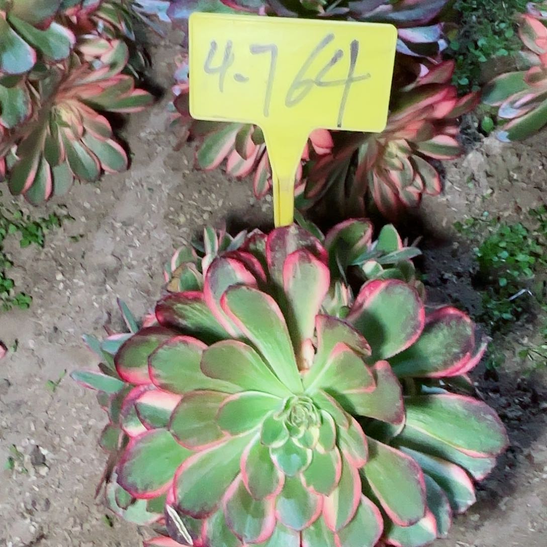 糖*?4-764---多头多肉植物