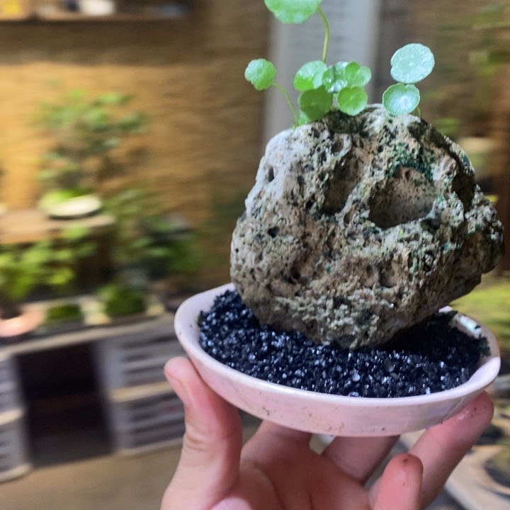 风*月退款拉黑一物一拍115
