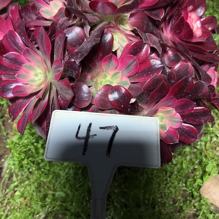 多肉植物美杜莎法师