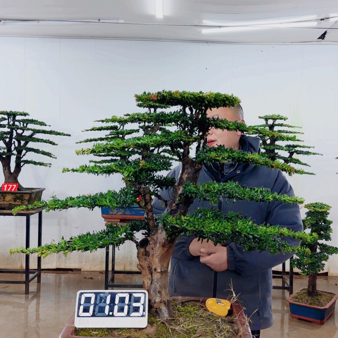 无花朵盆景园林……