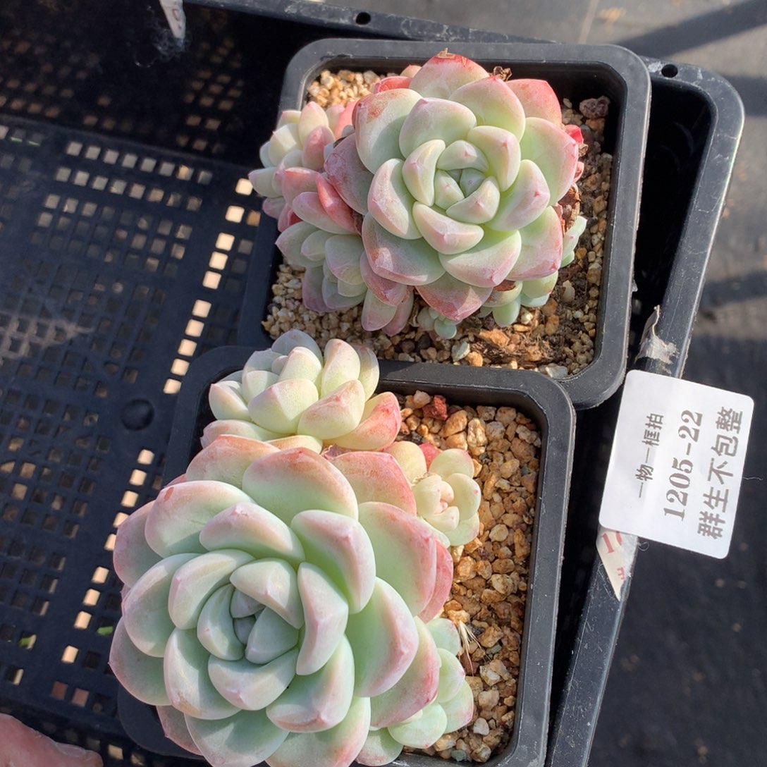 1205-22 套餐一组