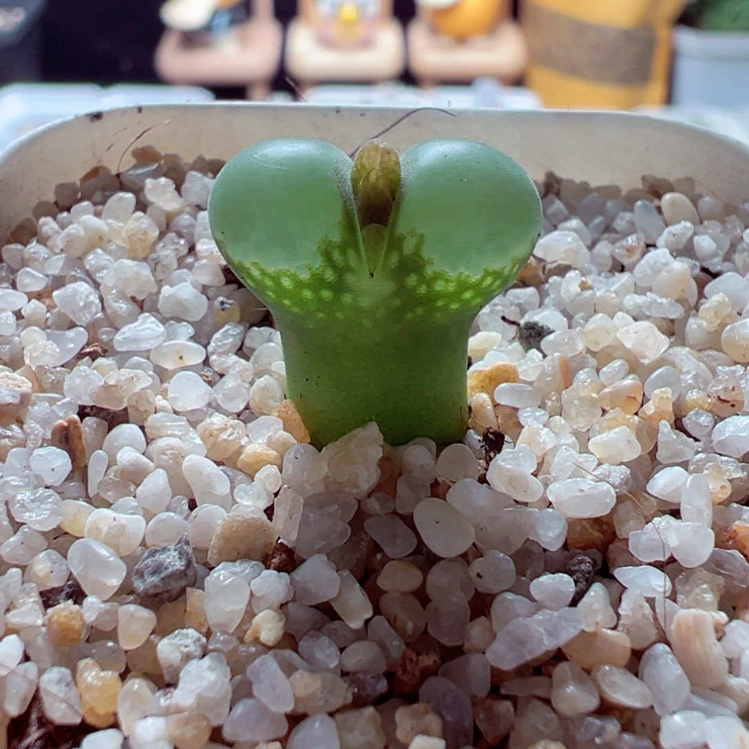 1028-714多肉多肉鼓窗