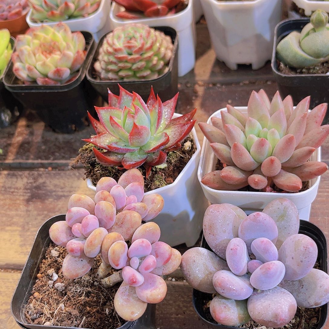 惊鸿仙子➕红蜻蜓➕桃蛋➕桃美人