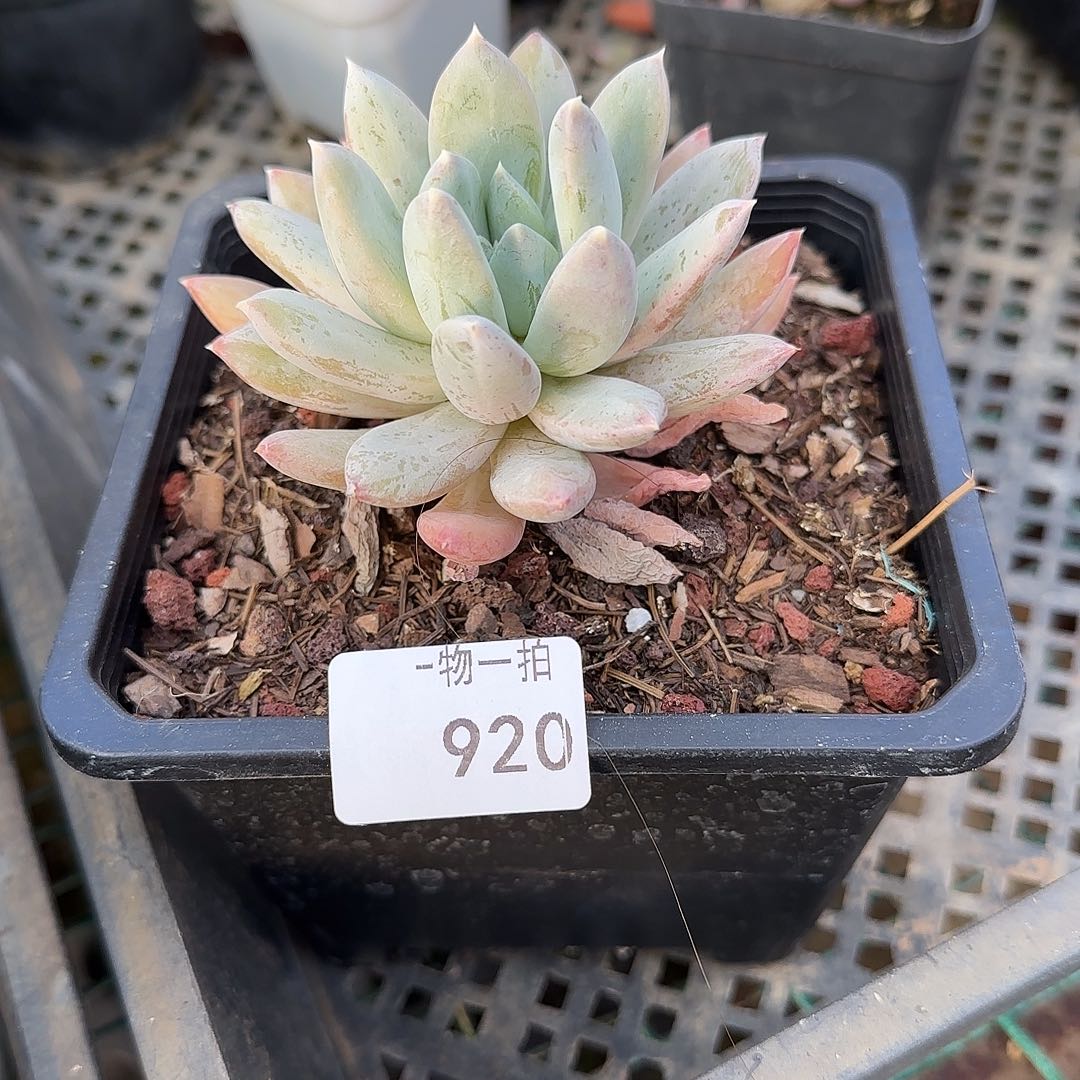 芙*920号 一物一拍