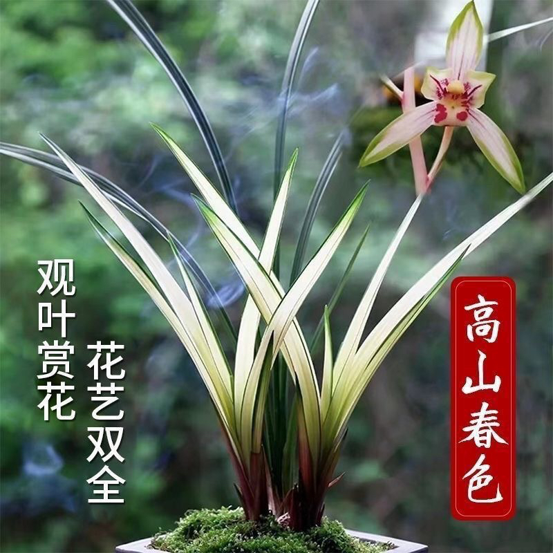 正品高山春色花期7-9月浓香室内净化空气铭品花