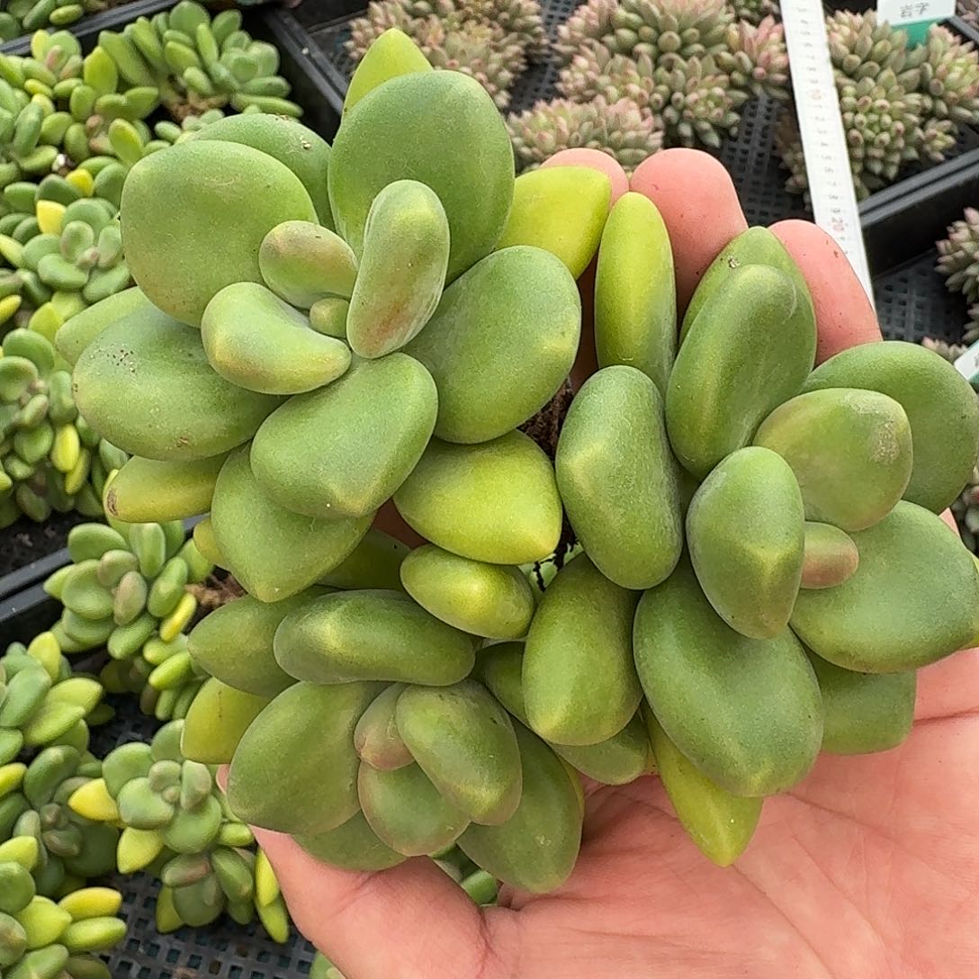 从前慢花园多肉编号双十一芒果奶
