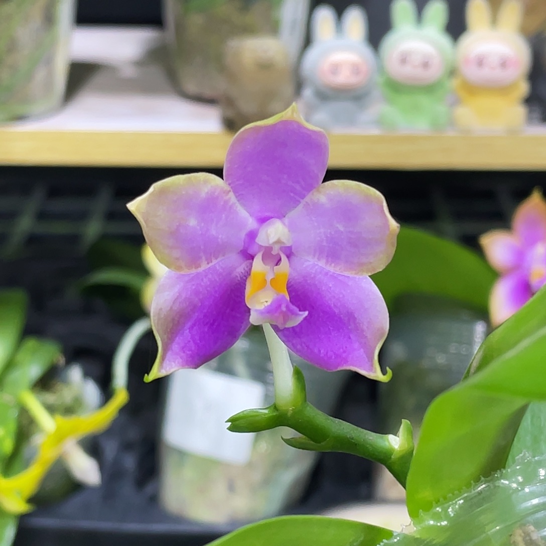 完全开放盲盒开花株