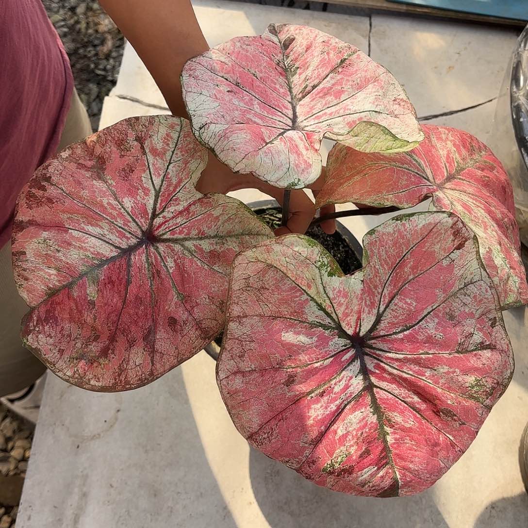 泰国彩叶芋35-0130