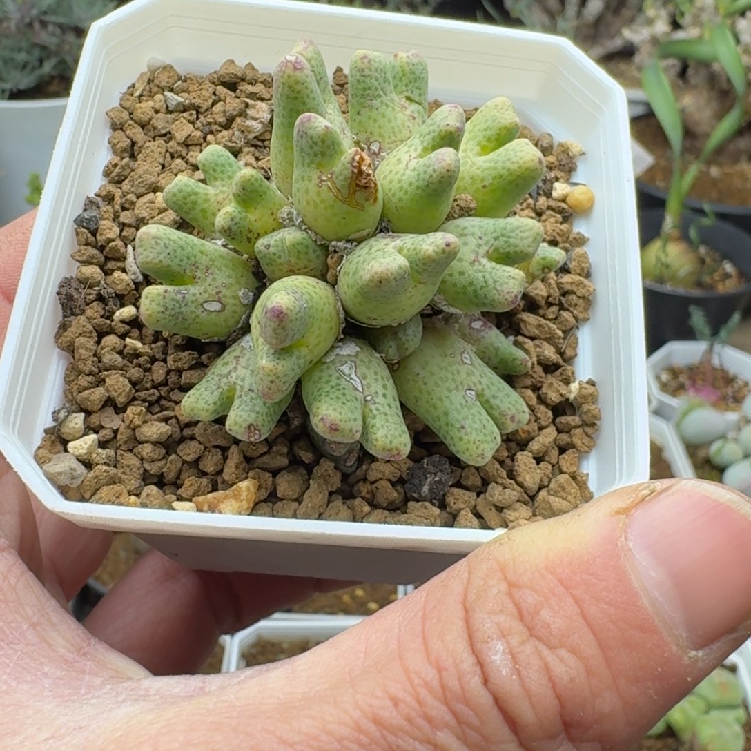 鹿角斑马福利多肉。