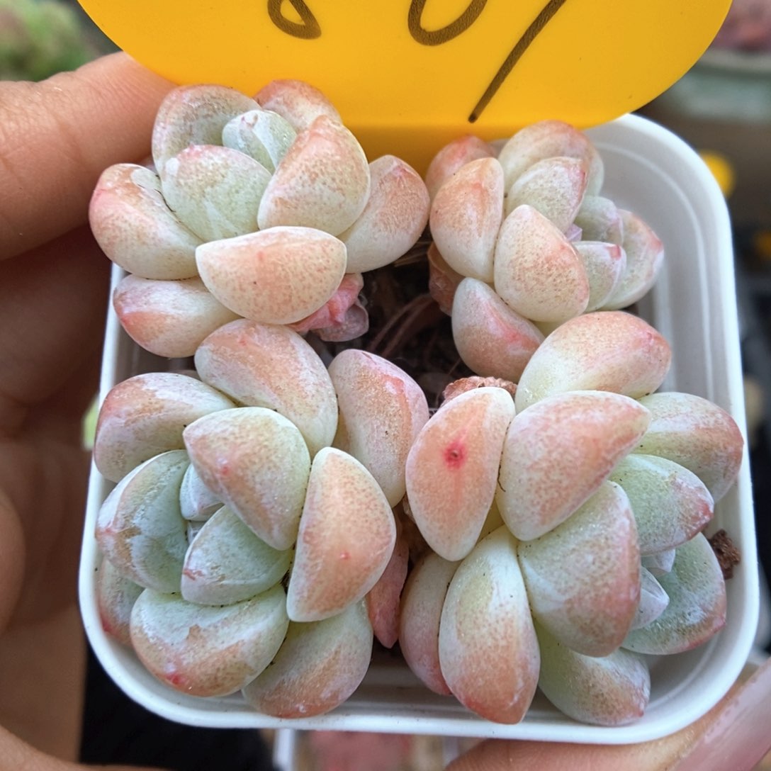 草莓冰玉可拍801号。