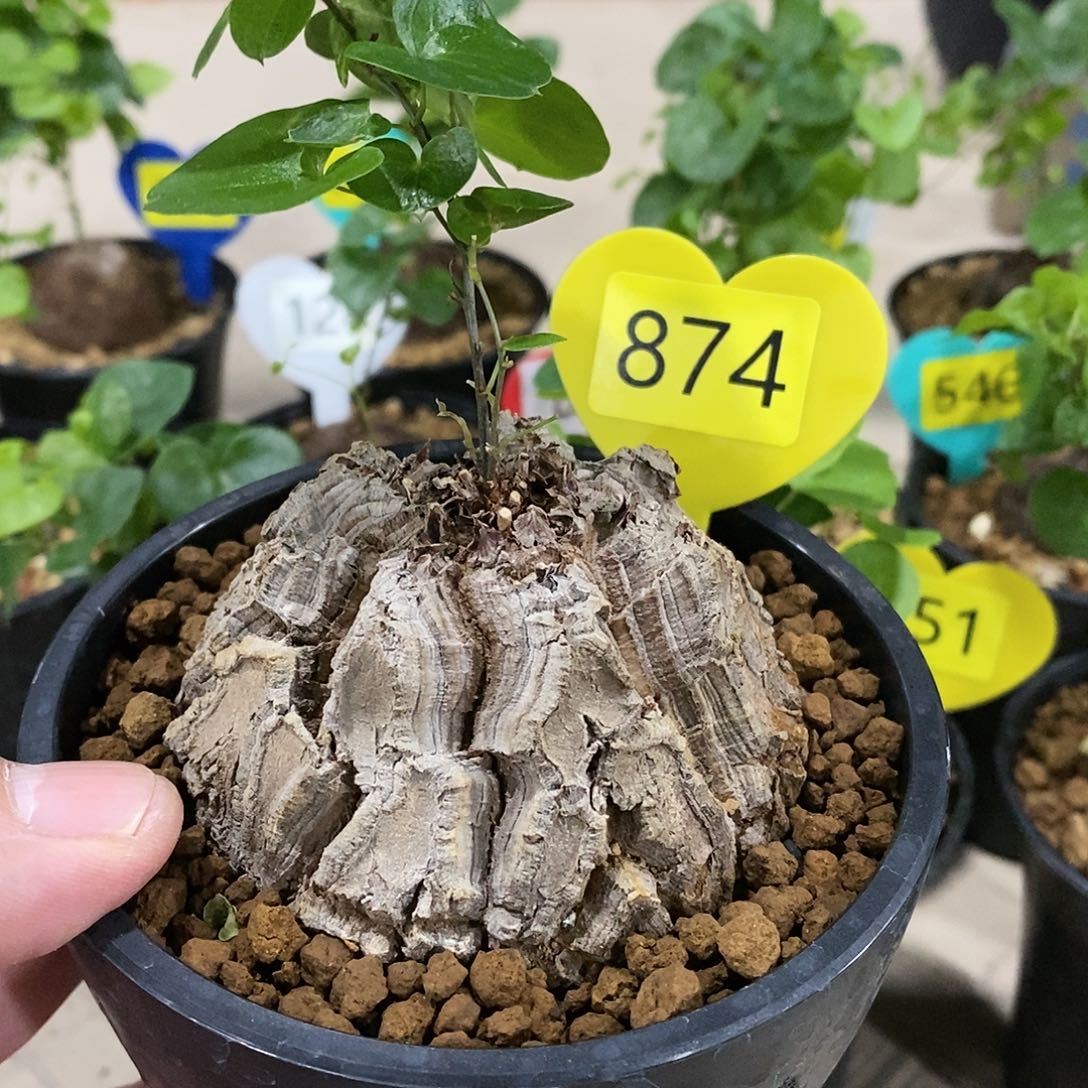 南非龟甲龙龟甲龙