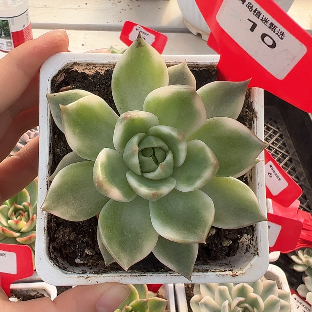 10号琉璃盏锦多肉植物