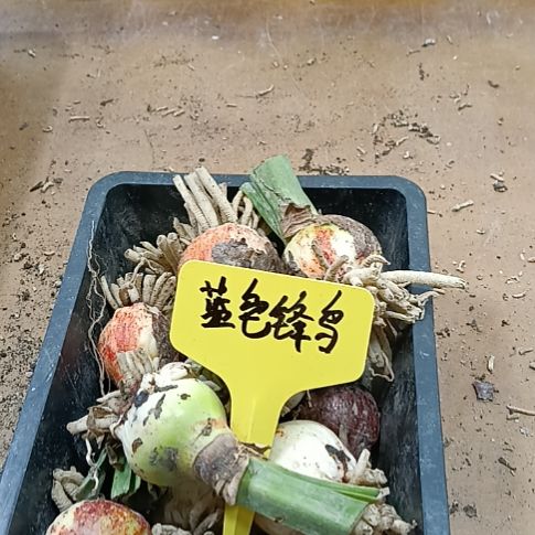 无花朵蓝色蜂鸟2-3发一个