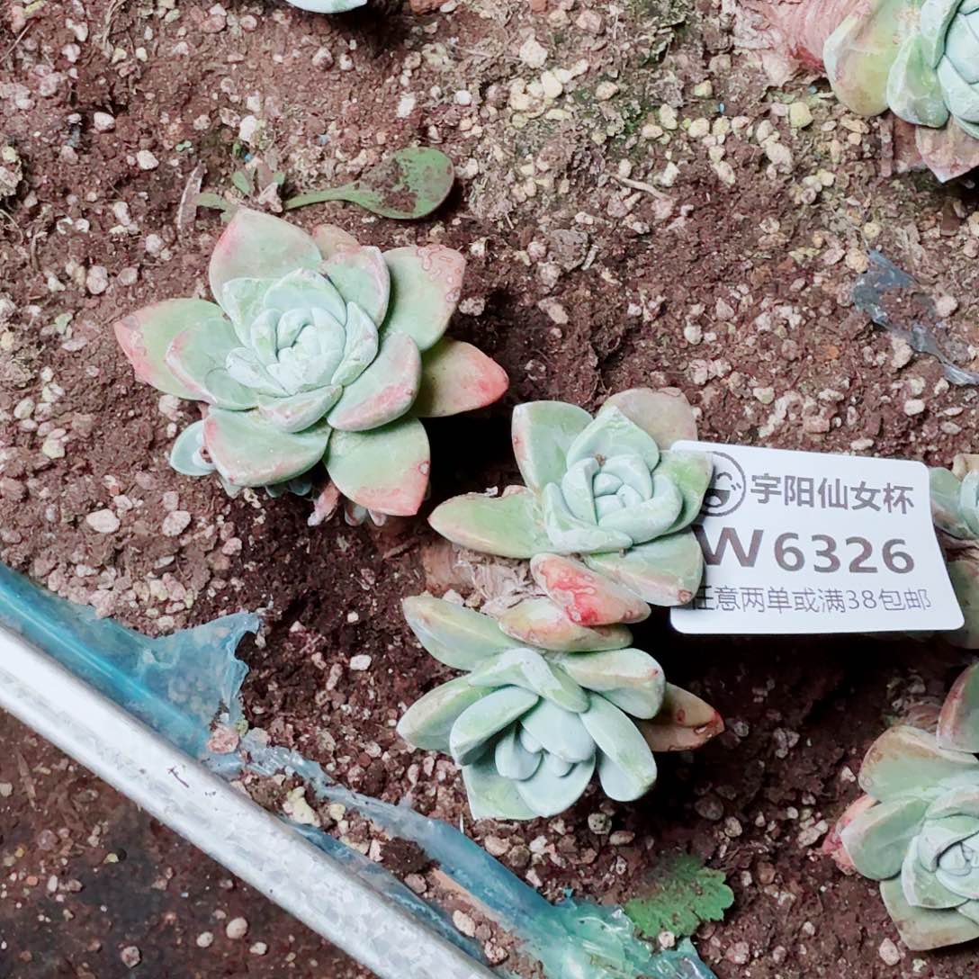 6326泡芙苹果叶多肉