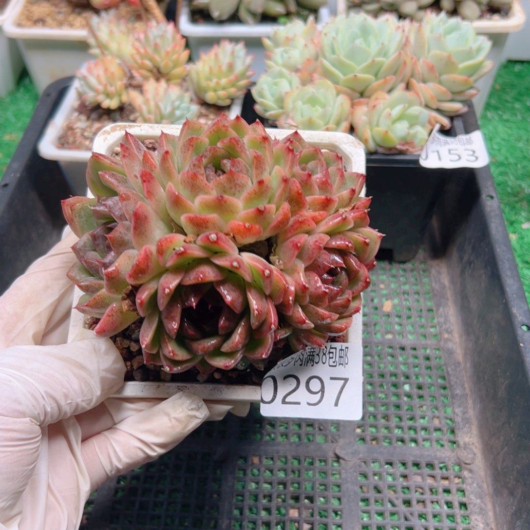 多肉一物一拍植物0297