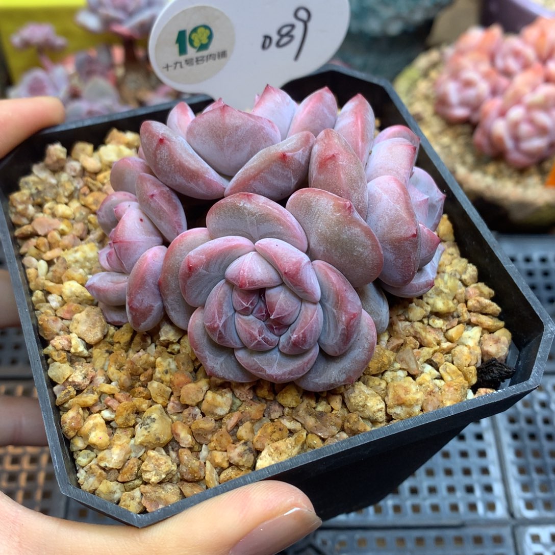 089 突尼斯 有摘 新年开播福利