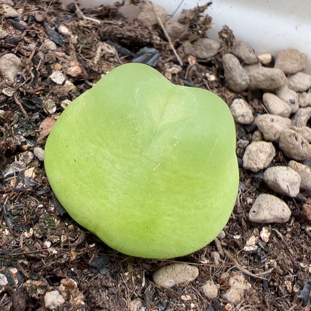 8.8好看的多肉脱土发货469