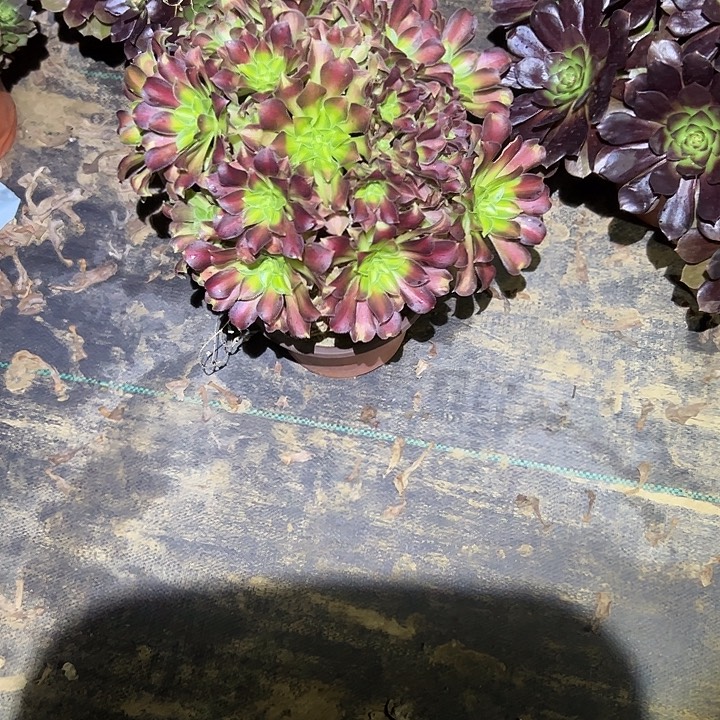 不包侧枝一物一拍82