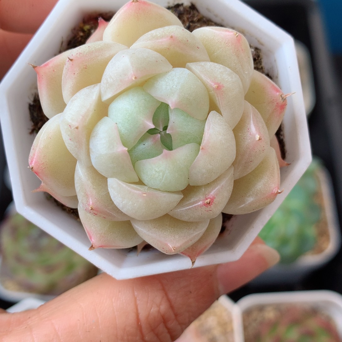 33麦秆58包邮  群生不包整 