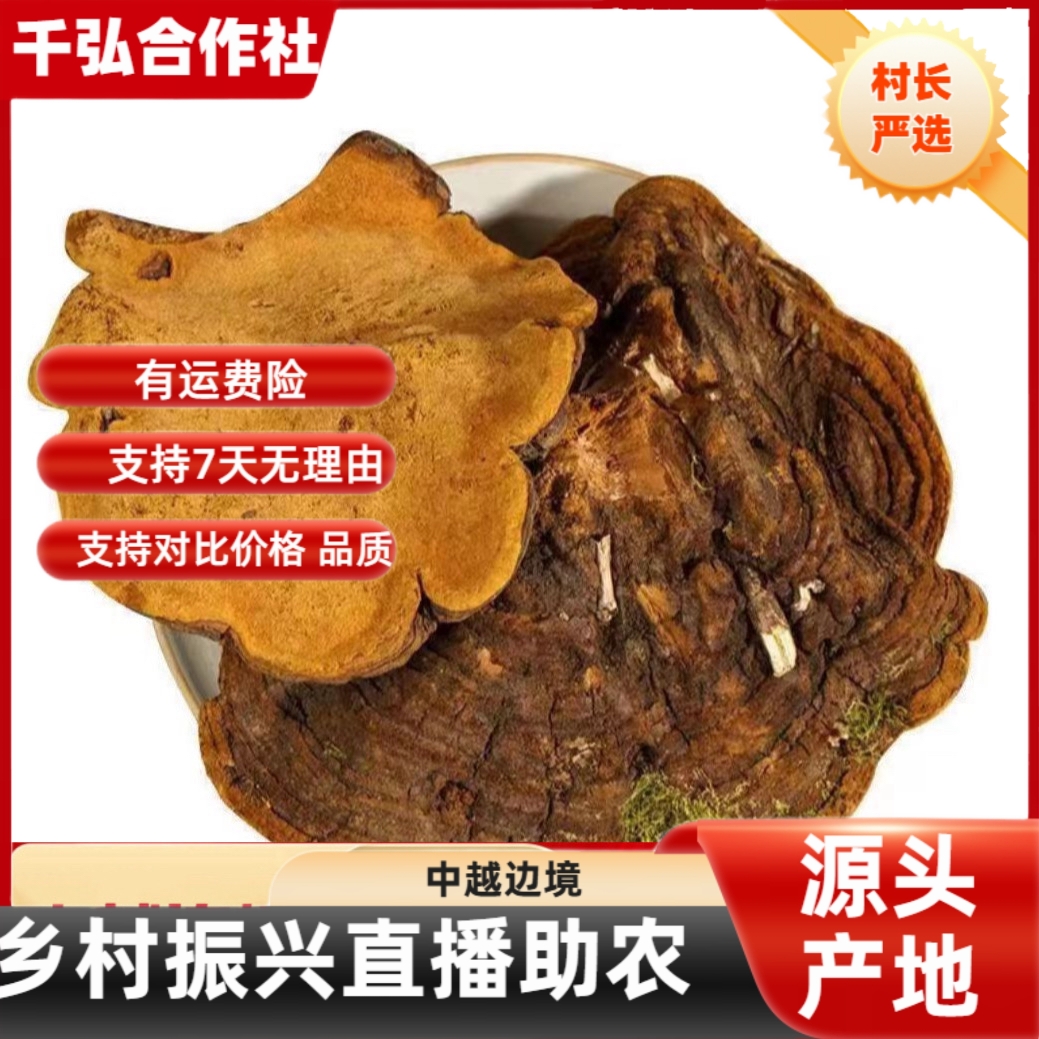 【村长严选】——云南桑黄可用于泡水泡酒煲汤的养生好物