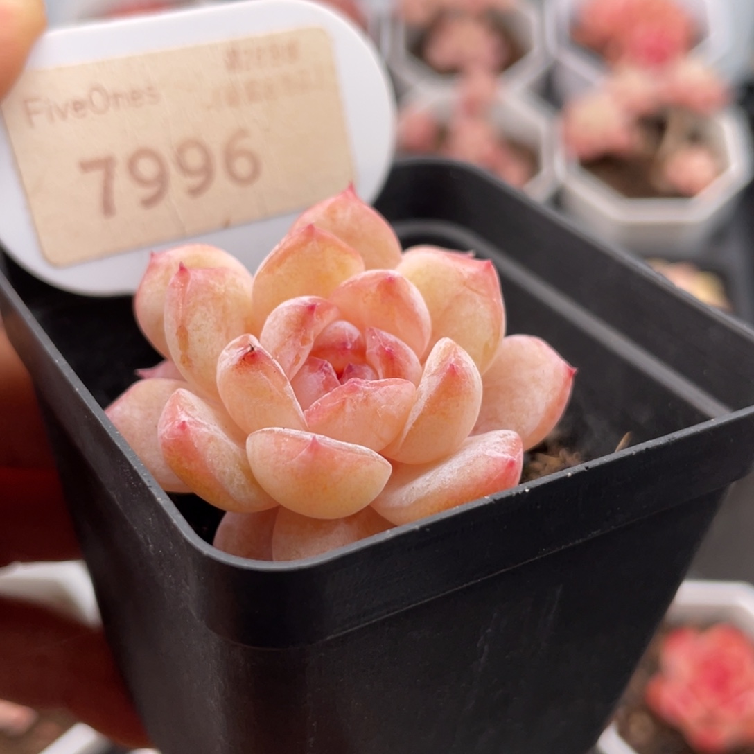 粉魄7996-4.0厘米