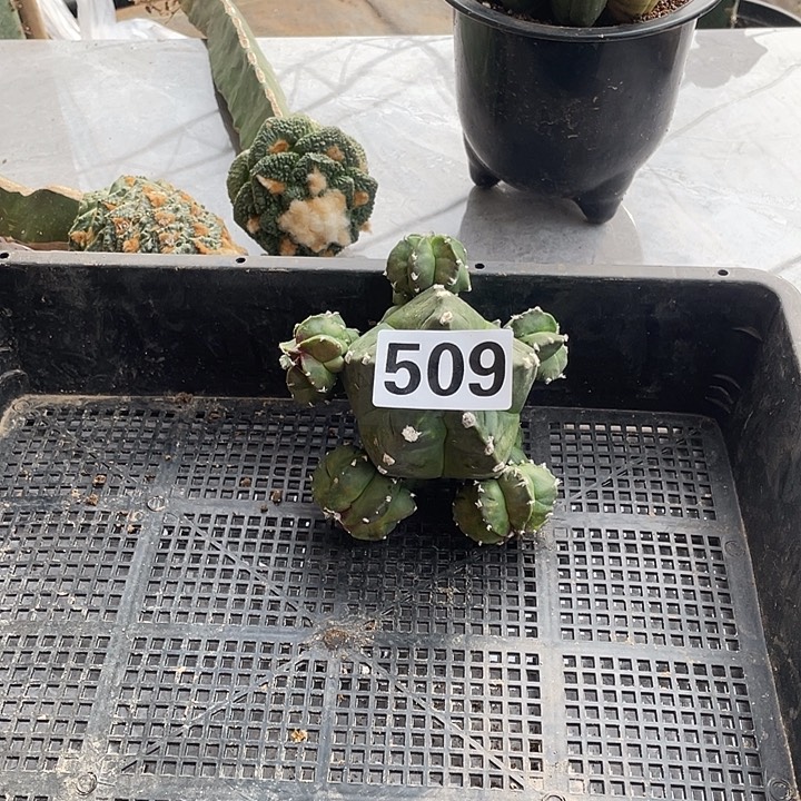 完全开放509栾群一个