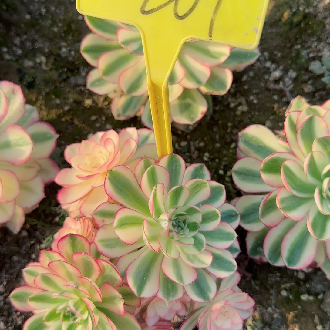 1-261---多头多肉植物