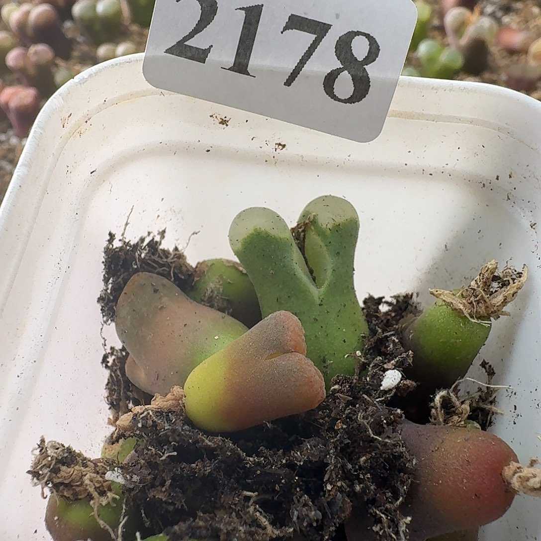 海***风2178海风17颗风铃玉