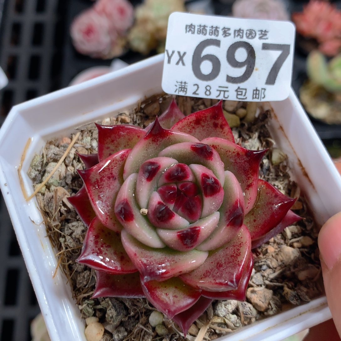 5CM拇指盆精控多肉YX697