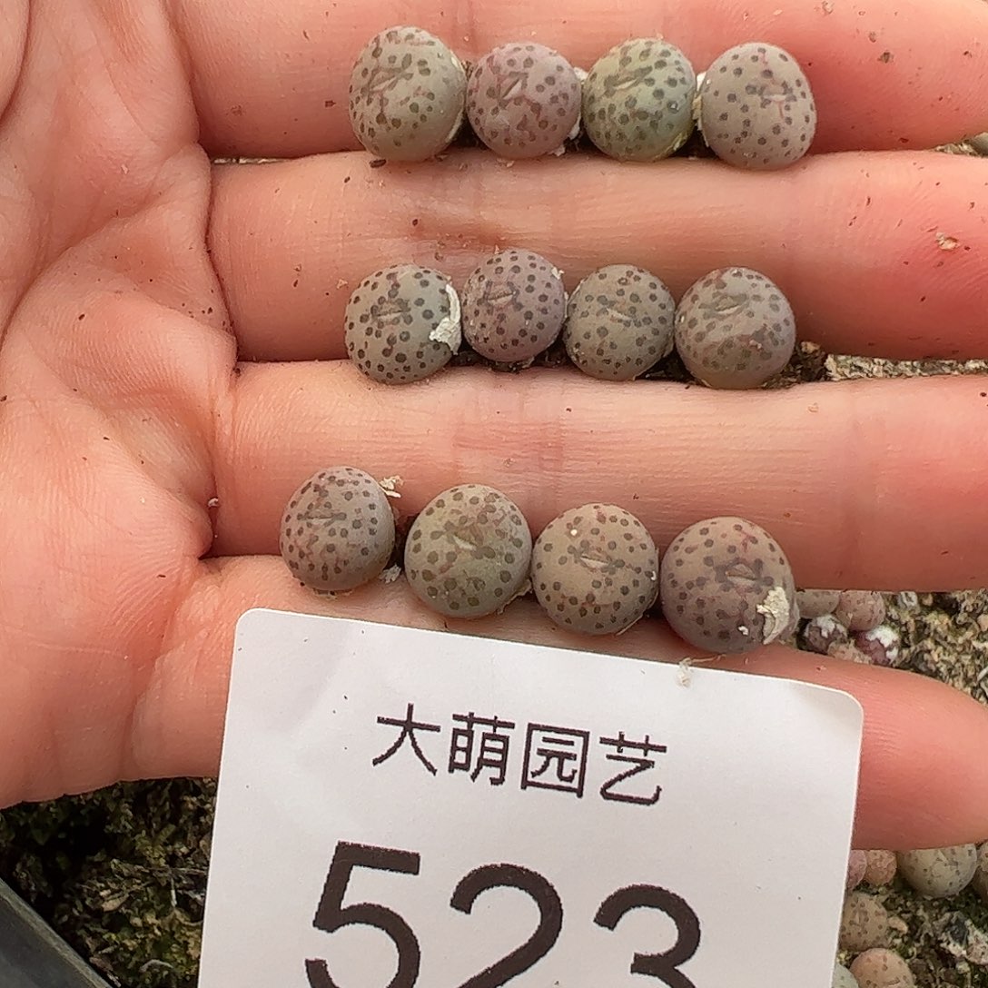 量拍以下2颗匈牙利种源1452.64特选火龙果安贞523