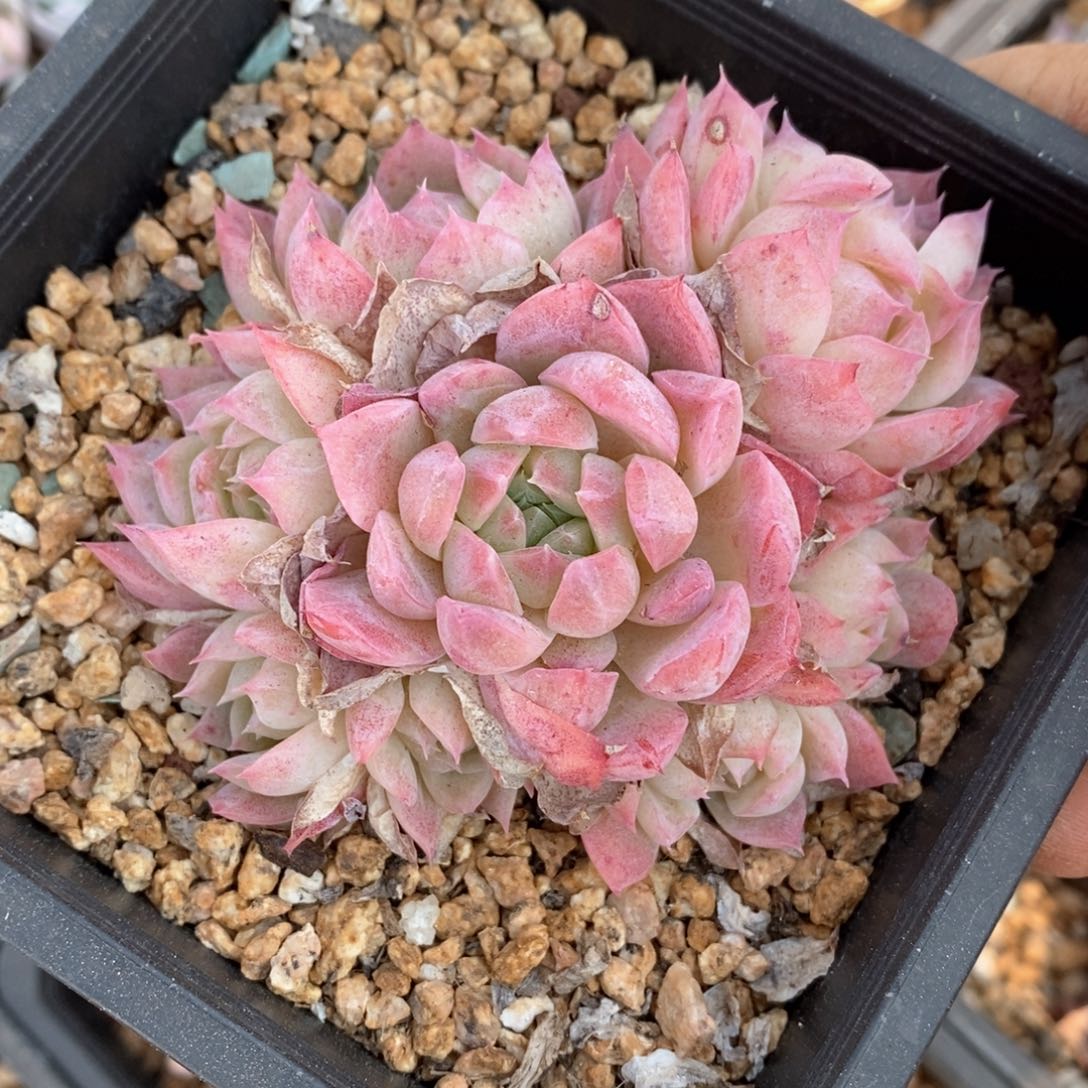 精品多肉一物一拍不包整440