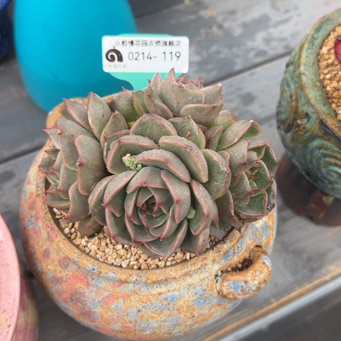 多肉一物一拍0214-119