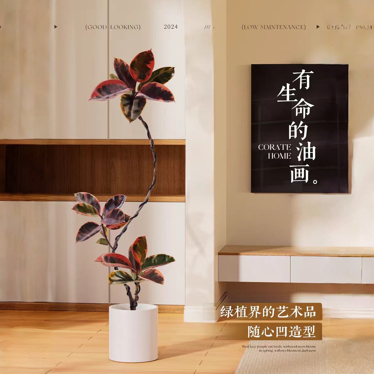 花叶橡皮树大型室内绿植客厅大盆栽老桩简约大方好养