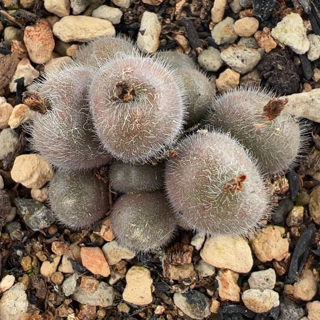 175多肉植物种类多样