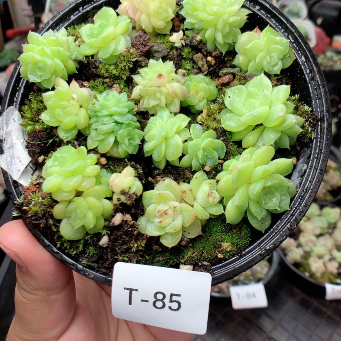 无花朵T85英语英语
