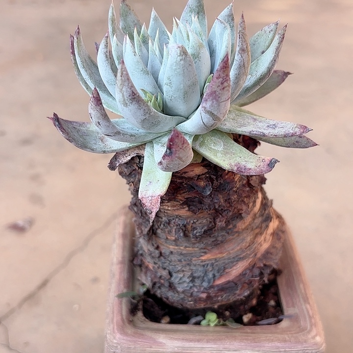 仙女杯多肉植物提取