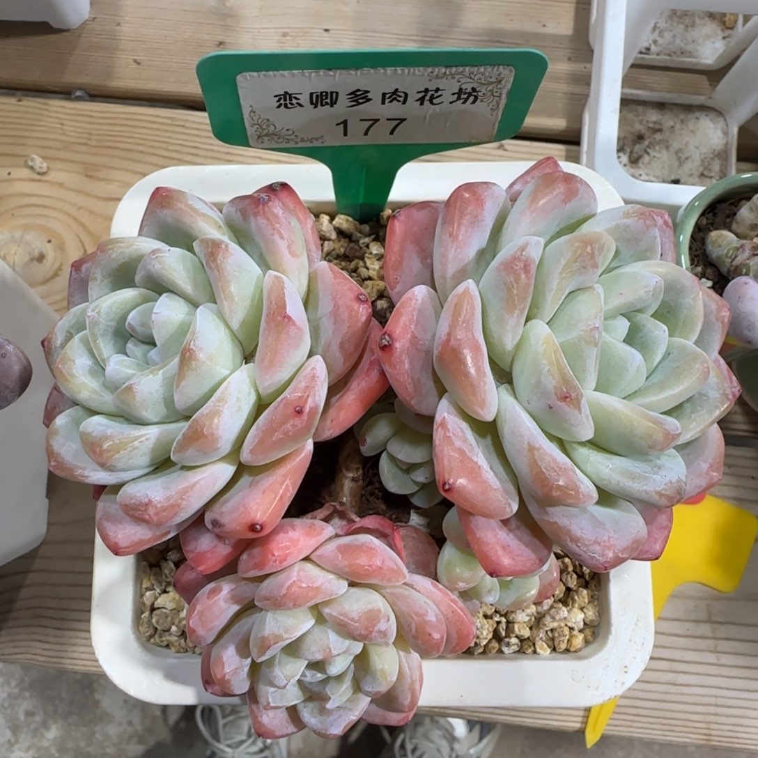 177冰玉老桩多头无砍