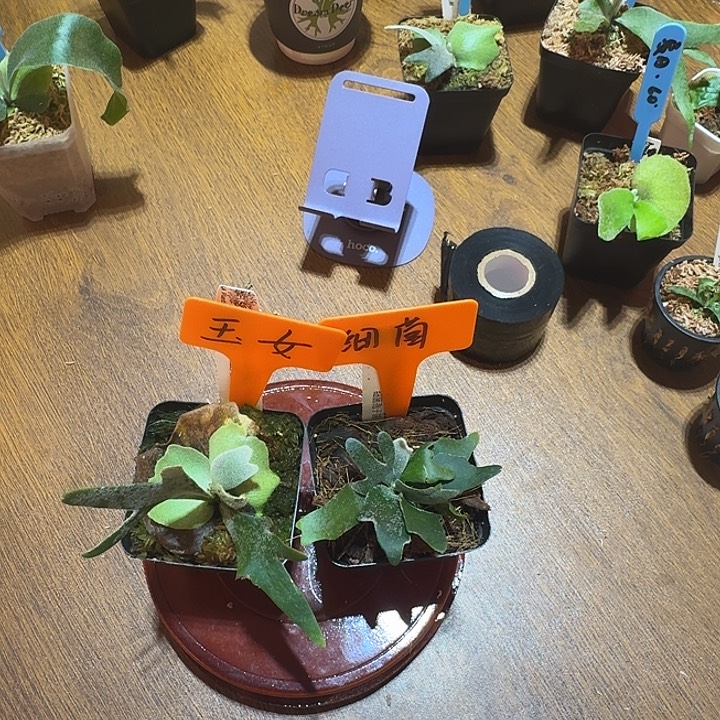 无花朵鹿野直播间竞拍玉女细菌