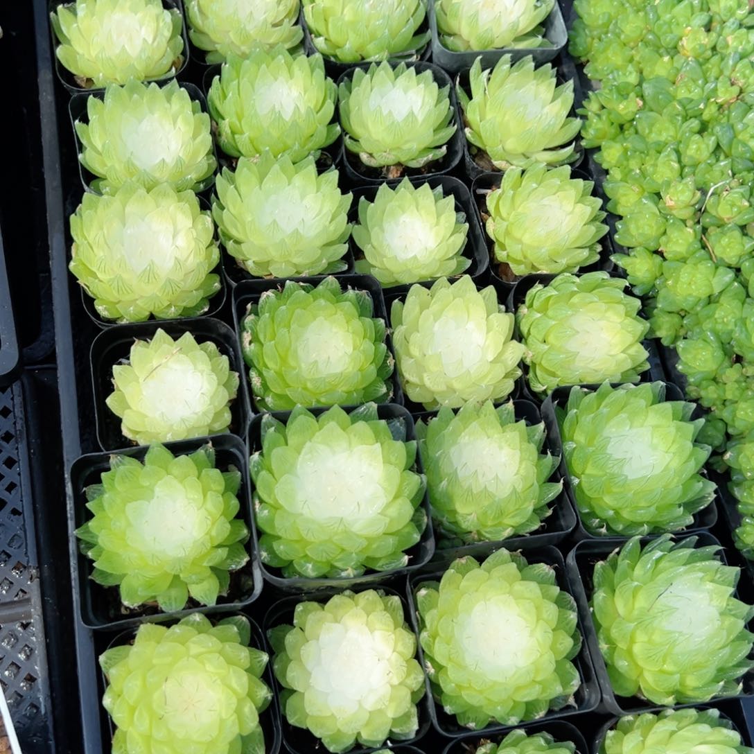 白莲花多肉植物一颗多肉