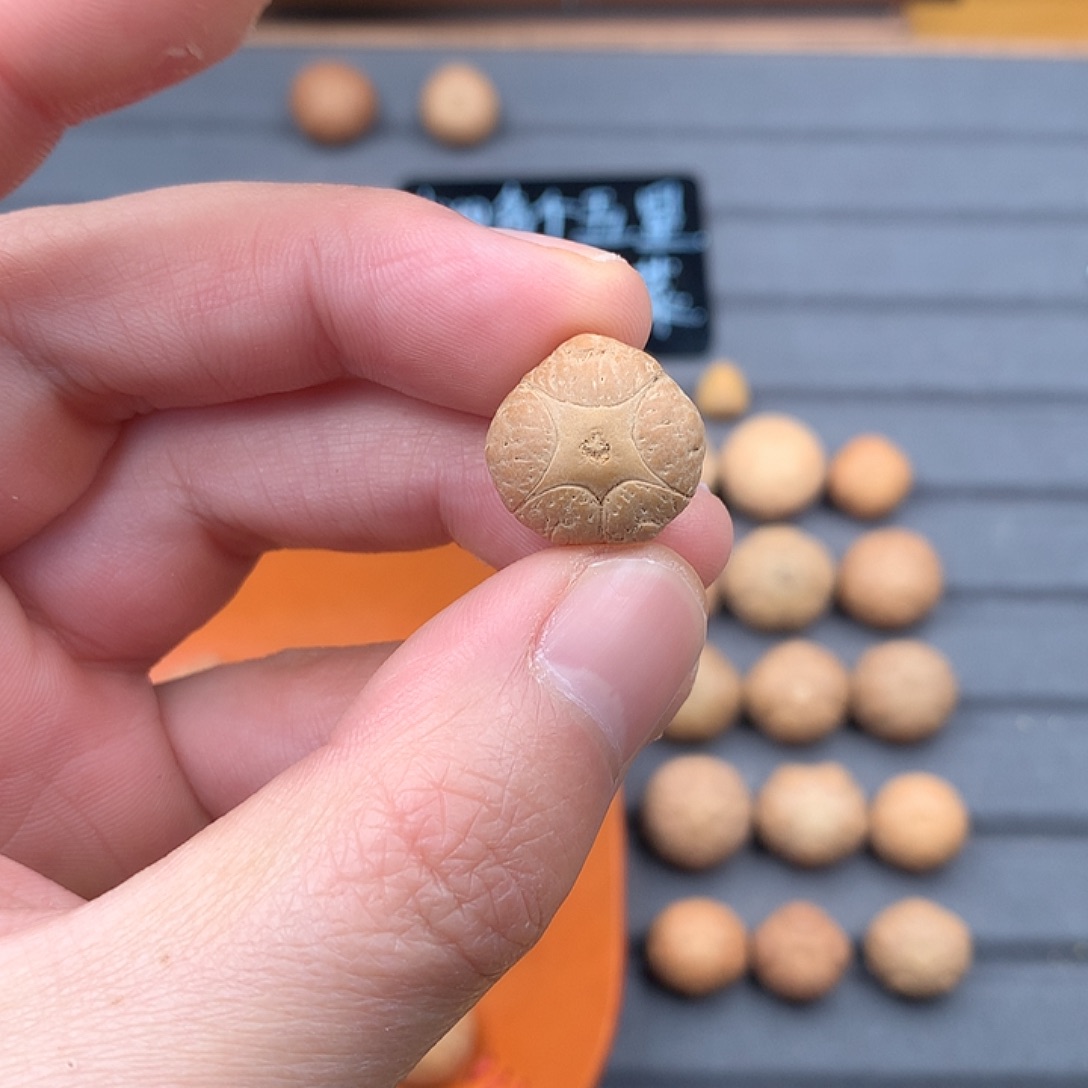 吊坠凤眼菩提17+五星，非质量问题开孔不退