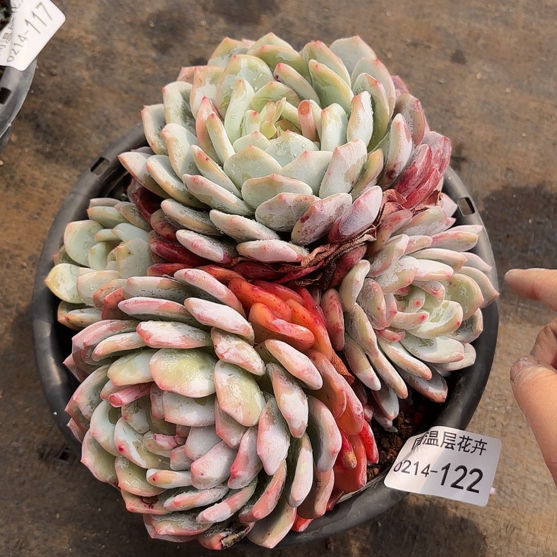 同温层多肉雪天使122