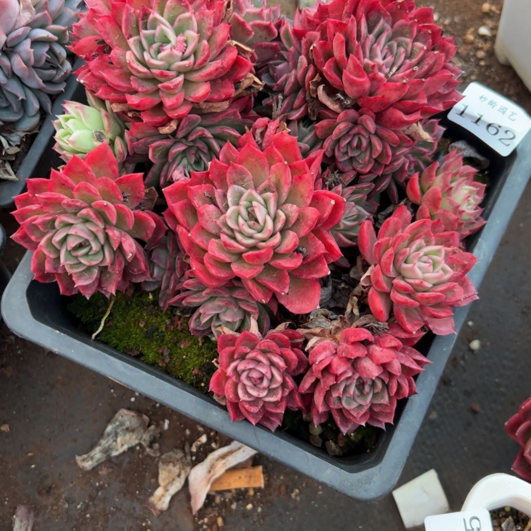 ℒ***?1162不包掉头特价清